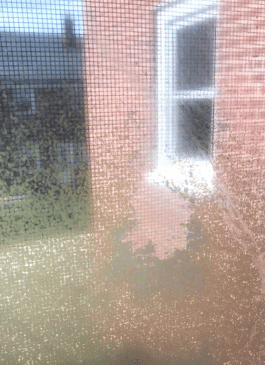 discolored screen