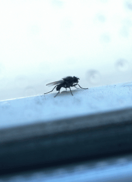 bug on window