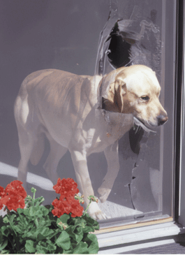 dog running through screen